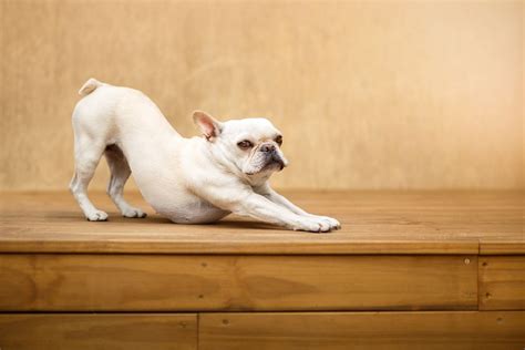 arched back doggy|Arched Back in Dogs – 7 Causes and Solutions